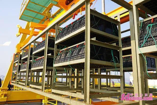 鳆鱼（鳆鱼怎么读），如何挑选鳆鱼（2021登州“苏公日”和“海市会”）