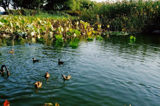 白头搔更短浑欲不胜簪，白头搔更短浑欲不胜簪的意思是什么（中间14字抚慰世人1200年）