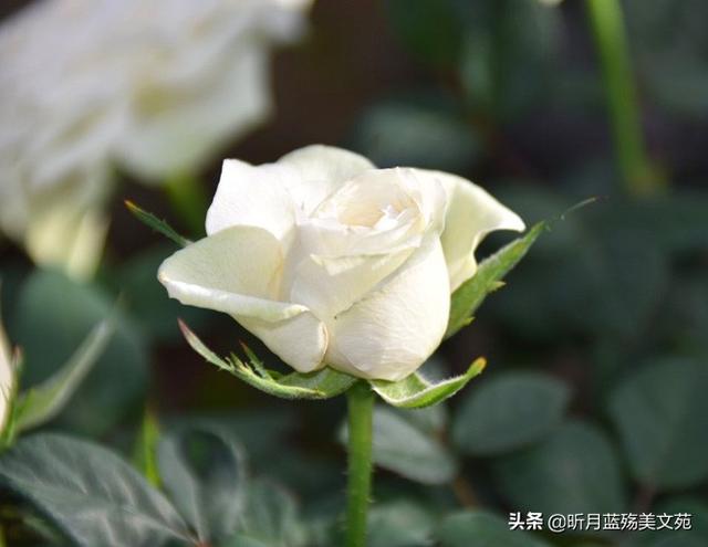 有你真好的说说，有你超甜的句子（岁月无言，春风十里，有你真好）