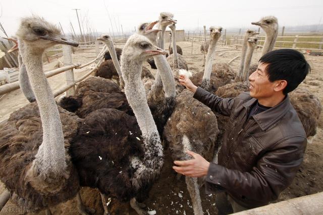 养鸵鸟的养殖方法，能取得不错的经济效益