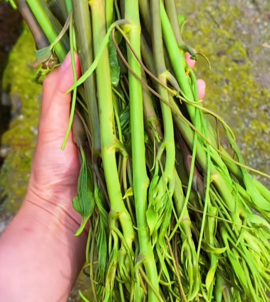 农村能吃的100种野菜图片,有哪些野菜可以吃 农村能吃的100种野菜图片,有哪些野菜可以吃