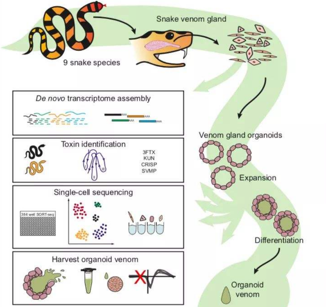麝香的营养价值，麝香具有什么功效（价值贵重的5种生物体液盘点）
