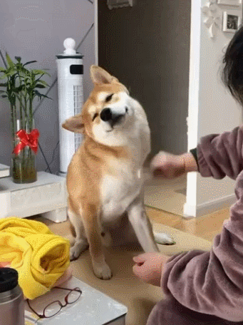 狗狗和人一起睡好吗，狗狗能和人一起睡吗（5大坏处找上门）