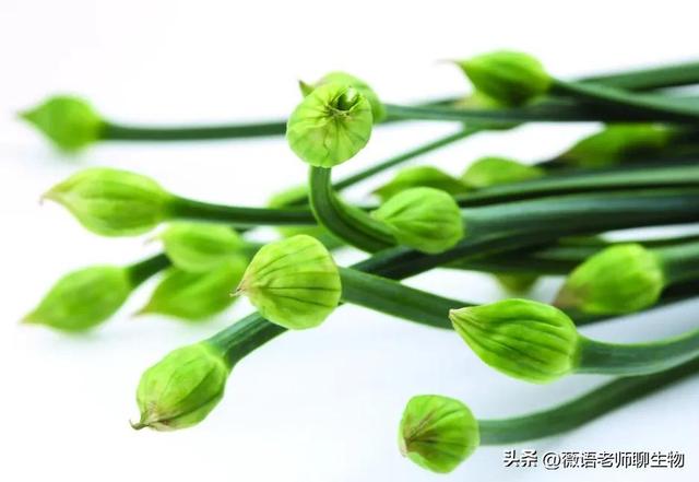 韭菜花的花苞能吃吗，韭菜花可以吃吗（韭菜好吃，韭菜花好吃吗）