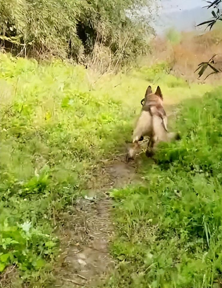 巴顿犬多少钱 巴顿 军犬