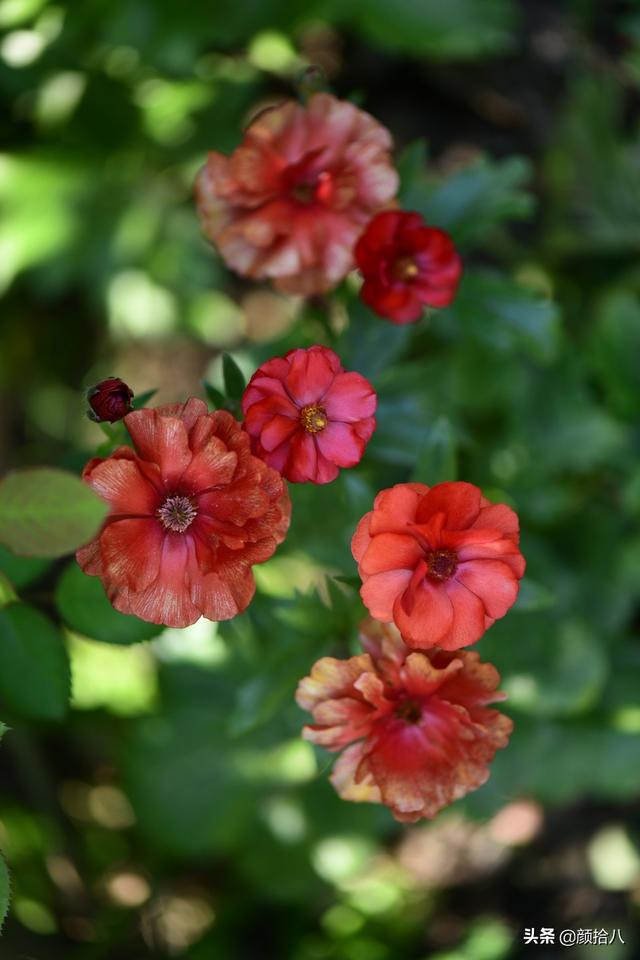 蝴蝶花怎么养，蝴蝶花怎么养 兰花如何浇水（照书养蝴蝶花毛茛）