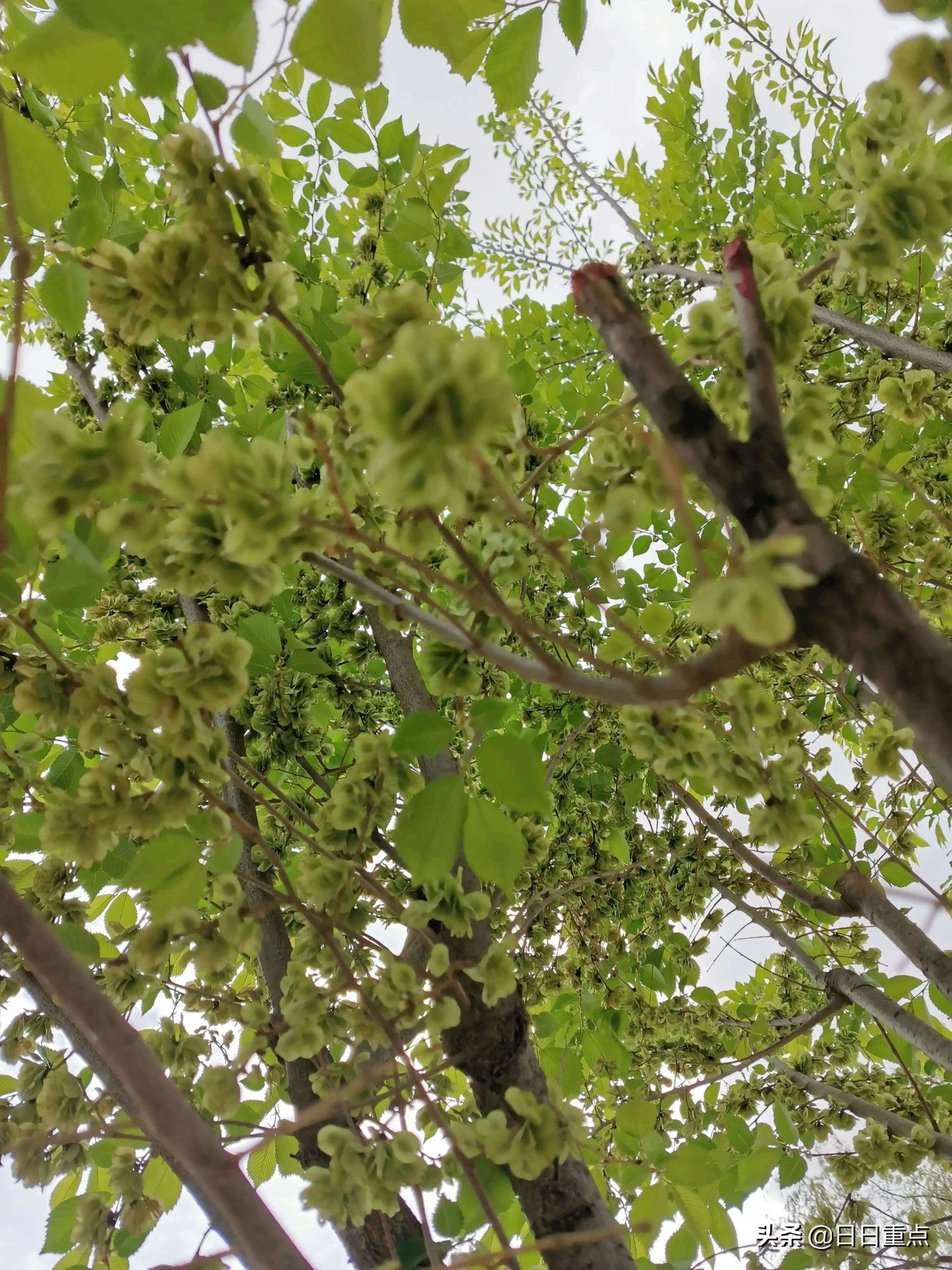 什么是白榆，白榆指的是什么动物（榆林的榆树）