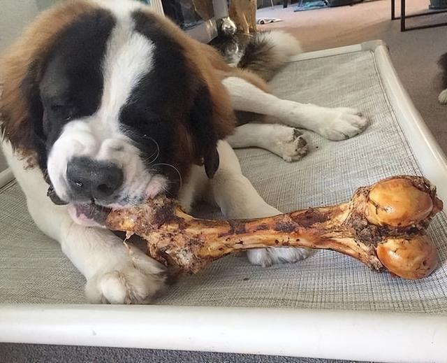 狗能不能吃甜的食物，这些食物对狗狗来说很难“抵挡”