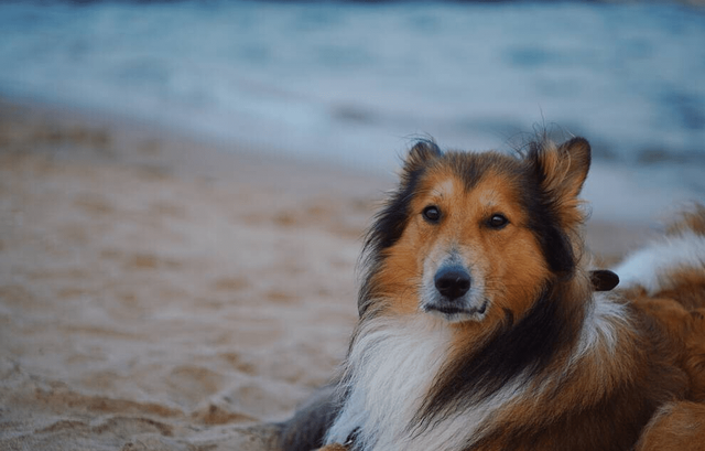 治疗犬瘟的土方法，犬瘟热症状与治疗方法（犬瘟的预防和治疗）