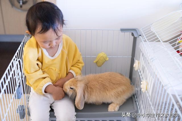 两只小白兔作文8篇，我家的两只小白兔作文400字（可爱的小兔子）