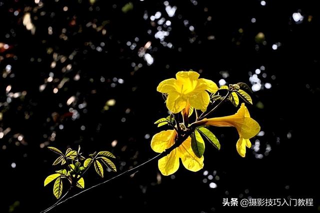 图片透明度怎么调，美图秀秀设置图片透明度（如何让花瓣呈现出半透明的通透感）