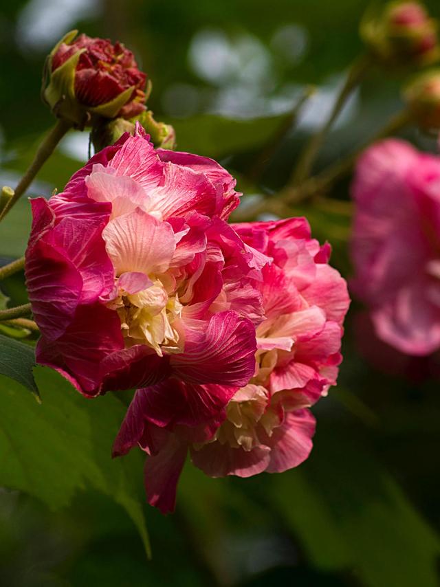 芙蓉花的寓意和象征，芙蓉花的寓意（芙蓉花，成都最美的花）