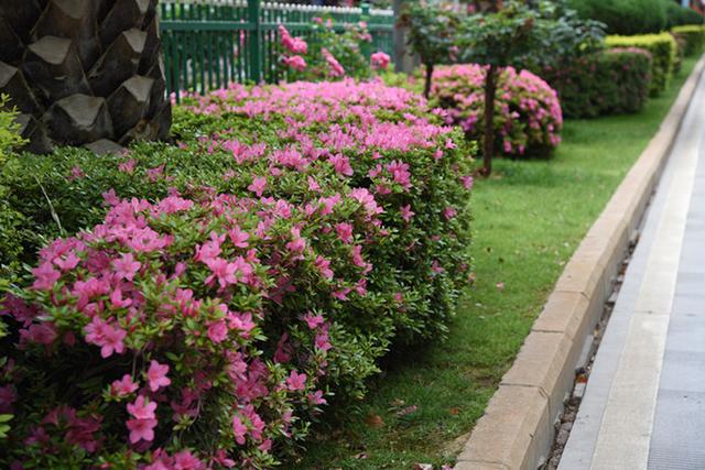 夏鹃,麒麟城15000余株夏鹃接力绽放(夏鹃几月开花)