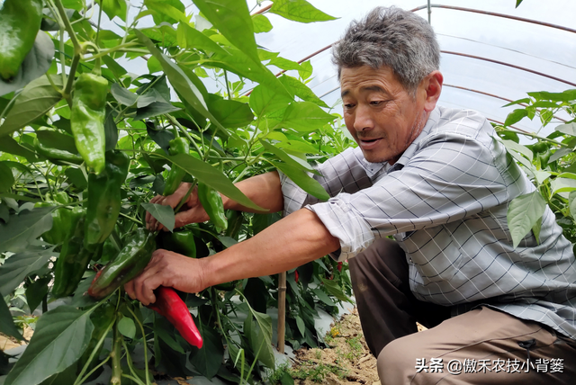 3的立方根是多少，3的3次方是多少（才能让蔬菜长得好、产量高、收益高）