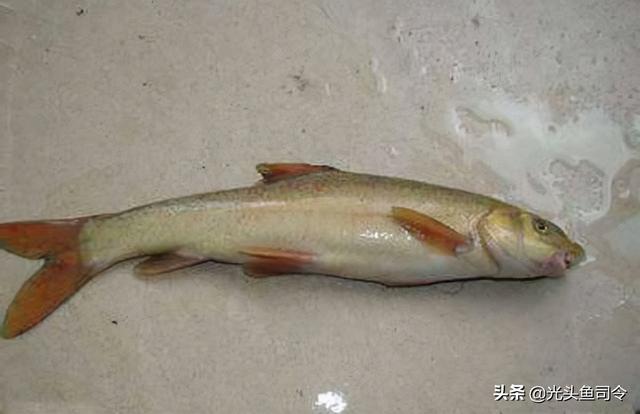 长江名贵鱼前十名，10大凶猛淡水鱼（我国保护的鱼类有87种）