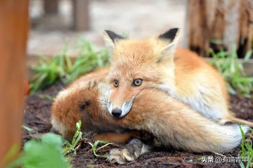 狐狸幼犬多少钱一只 狐狸犬 幼犬