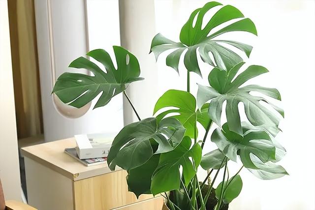 龟背竹，家里养龟背竹要注意以下事项（龟背竹叶子发黄怎么回事）