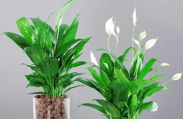 室内适合养殖什么，室内适合养殖什么项目（6种“健康花”）