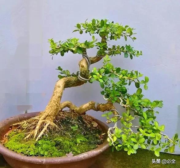 金心黄杨，别墅豪宅“标配”的四大树种（金心黄杨图片）