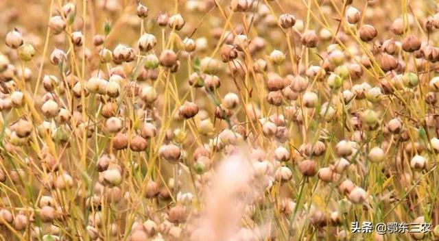 胡麻油是什么，胡麻油是什么油（胡麻是“油料之王”）