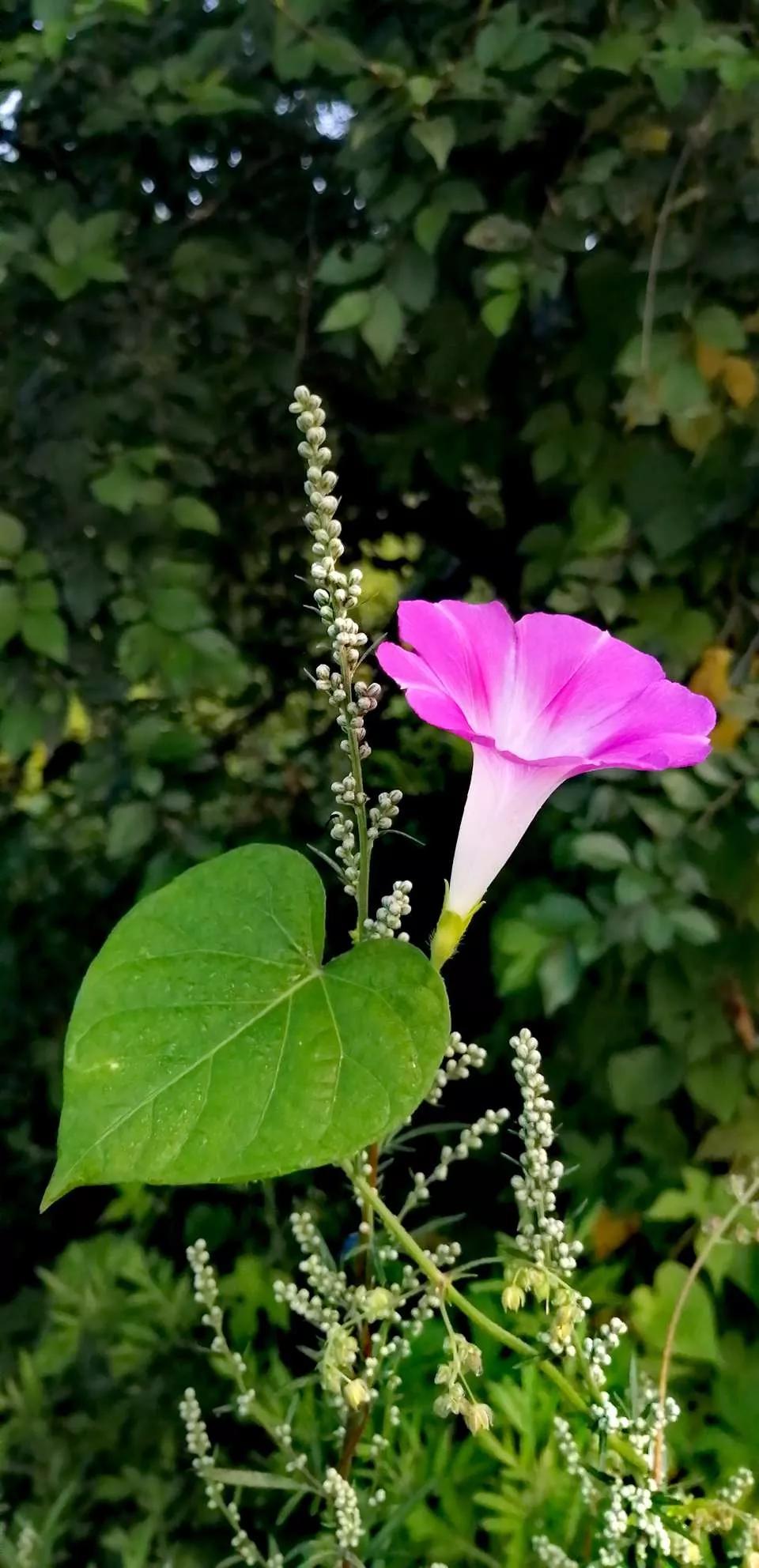 牵牛花图片大全，牵牛花品种大全（与君共赏牵牛花美图大全）