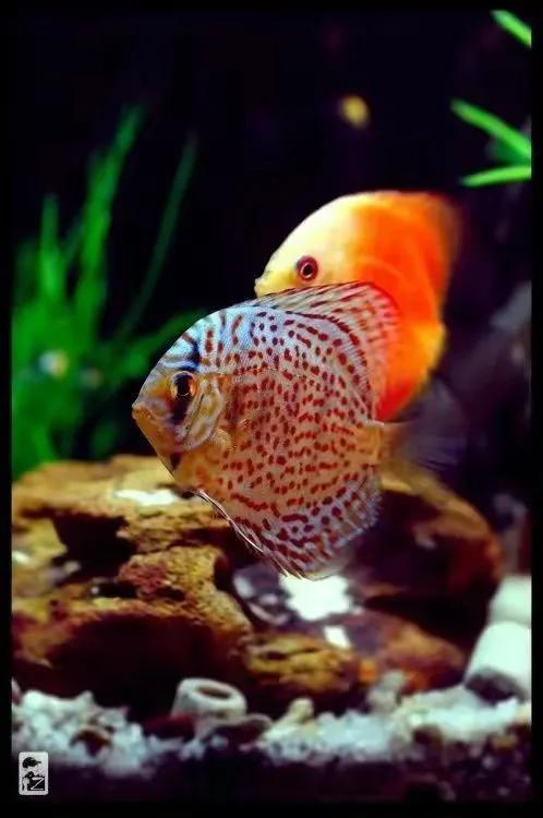 100多种神仙鱼欣赏，鳕鱼图片大全