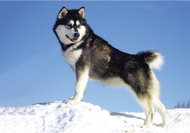 十大适合家养的大型犬，十大适合家养的大型犬短毛（几种可爱\