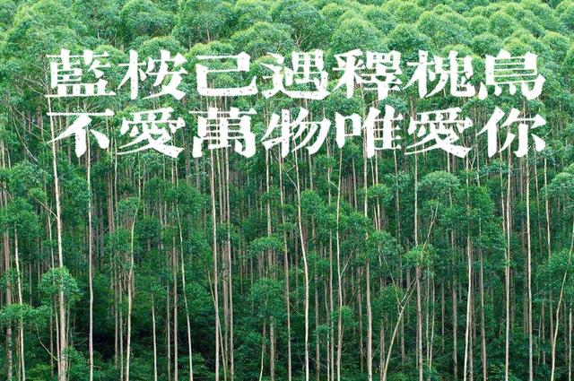 蓝桉已遇释槐鸟什么意思，女生说蓝桉已遇释槐鸟什么意思（“蓝桉已遇释槐鸟”是什么梗）