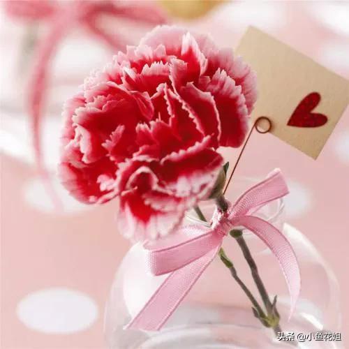 母亲节送什么花，母亲节送什么花最适合（能送给母亲的花不只是康乃馨）