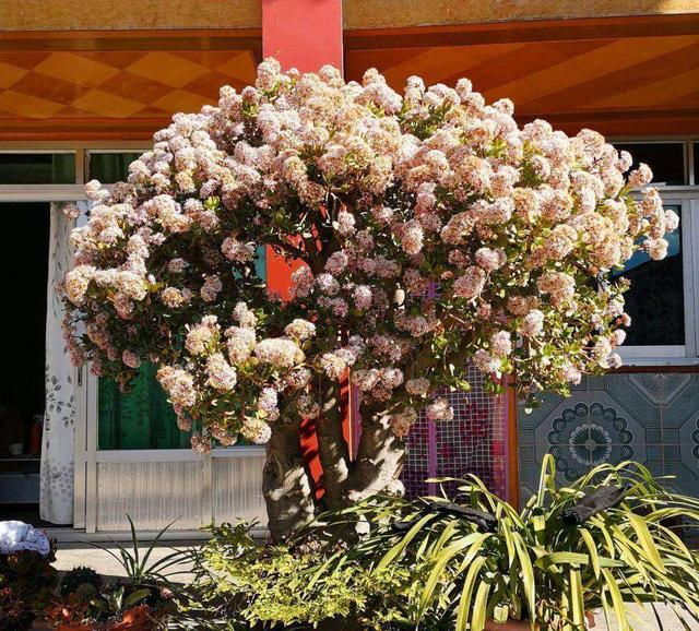 庭院十大吉祥树排名，庭院栽什么树最旺宅（10种吉利树）