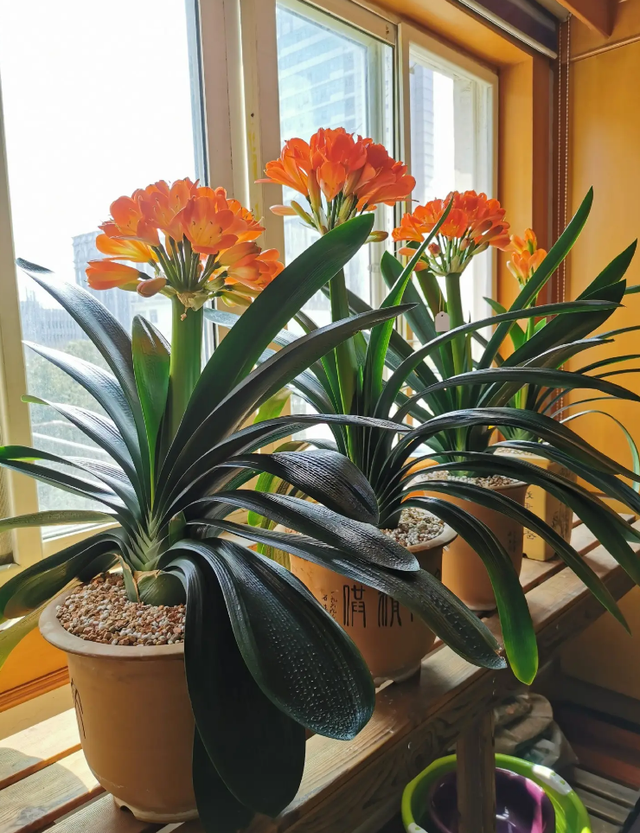 现在中国国花是什么花适合春秋穿的衣服，中国的国花是什么（5种“高贵花”）