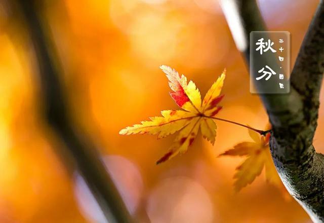 冬至的来历和由来 养生四大禁忌，冬至的来历和由来（秋分节气的由来与习俗）