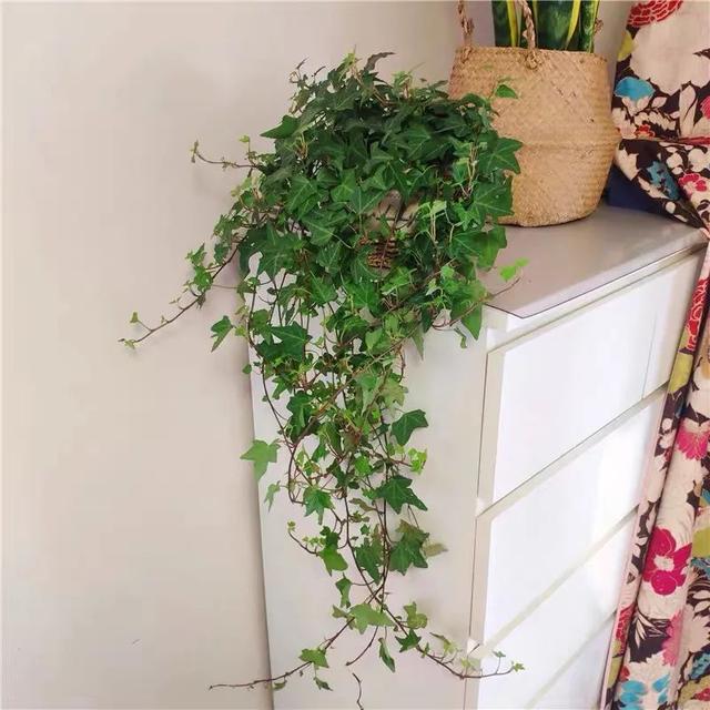 可以种在阳台的大型绿植，可以种在阳台的大型绿植品种（能养8种“大叶花”）