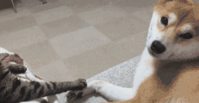 扒拉我是什么意思，东北话扒拉我是什么意思（为何狗狗经常用手“扒拉”我）