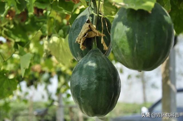 曼陀罗花的图片，曼陀罗花是什么（301味中药材的原植物彩色图谱）
