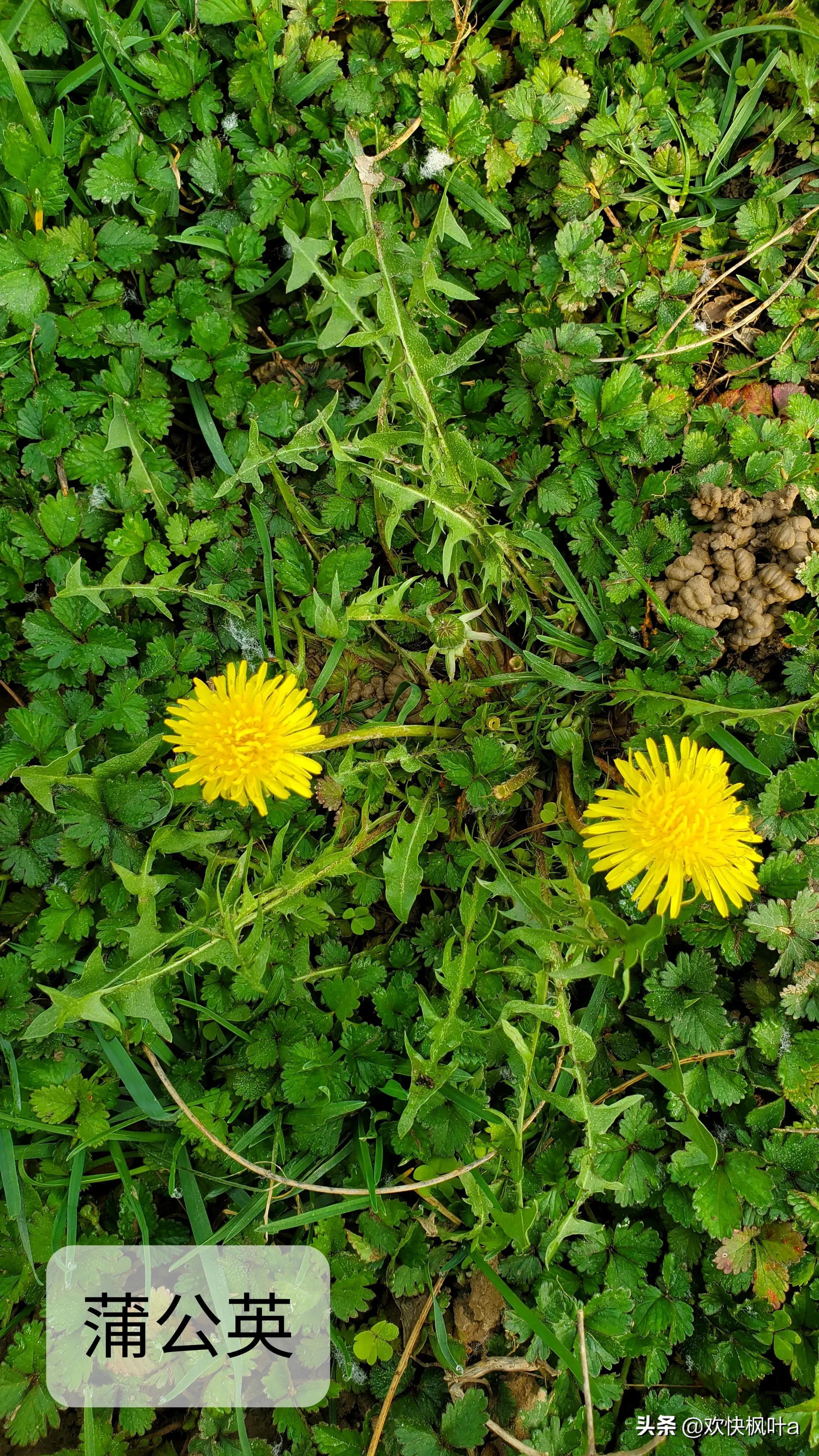 芥菜到底有几种，芥菜有哪些种类（荠菜、蒲公英、泥胡菜分辨）