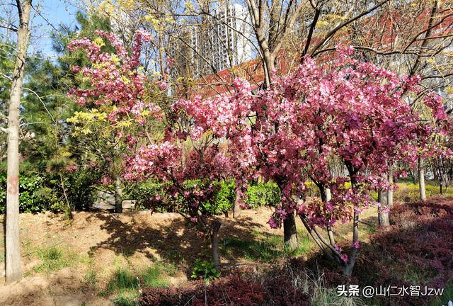 玉泉山樱花节午饭在哪里吃合适，2021-04-15