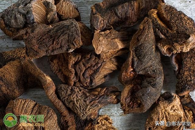 肉苁蓉泡水喝的正确方法，2022年肉苁蓉价格多少钱一斤
