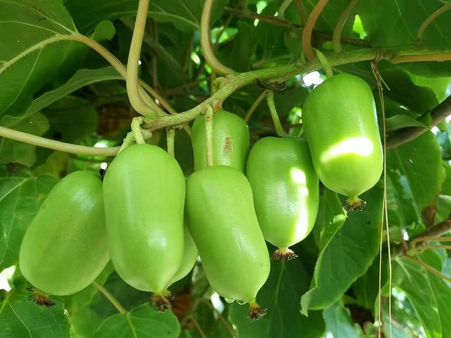 在家种猕猴桃小妙招，在家怎么种猕猴桃（院里种点软枣猕猴桃果树）