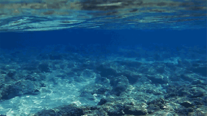 海水盐度是多少，渤海湾海水盐度是多少（海洋动物也需要喝水）