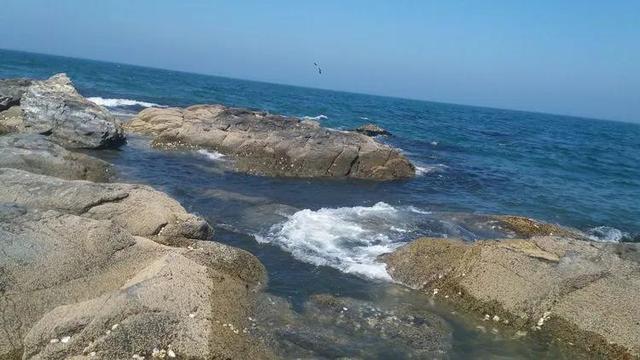 鳆鱼（鳆鱼怎么读），如何挑选鳆鱼（2021登州“苏公日”和“海市会”）