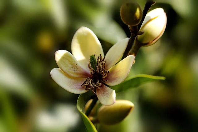 含笑花什么时候开花，分享图片——深山里（含笑花何时开花）