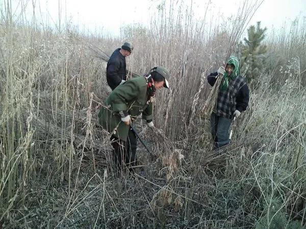 葇荑是什么，葇荑是什么植物（名头最响亮的还是红皮柳）