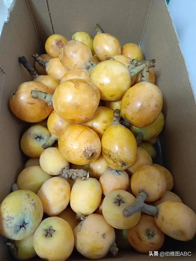 自制枇杷膏，自制枇杷膏是冲水还是直接吃（自制枇杷膏为什么不能随便吃）