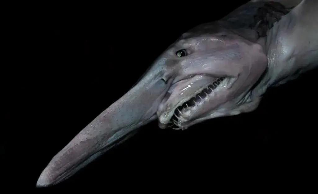 会自爆的魔鬼鲨之谜:它骄傲又神秘,宁可自爆也不愿被捕