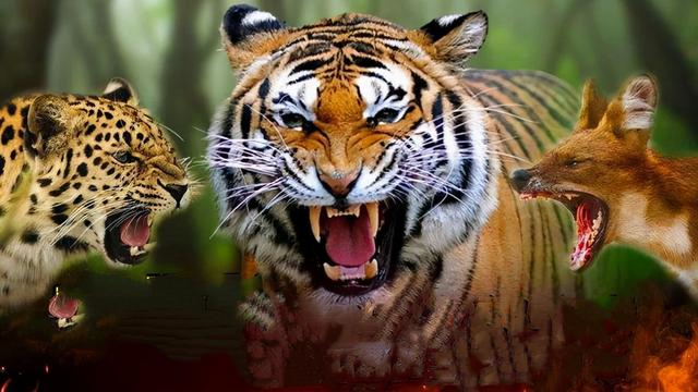 老虎的寿命一般多少年，老虎的寿命最长多少年（为什么老虎会输给了豹和豺）