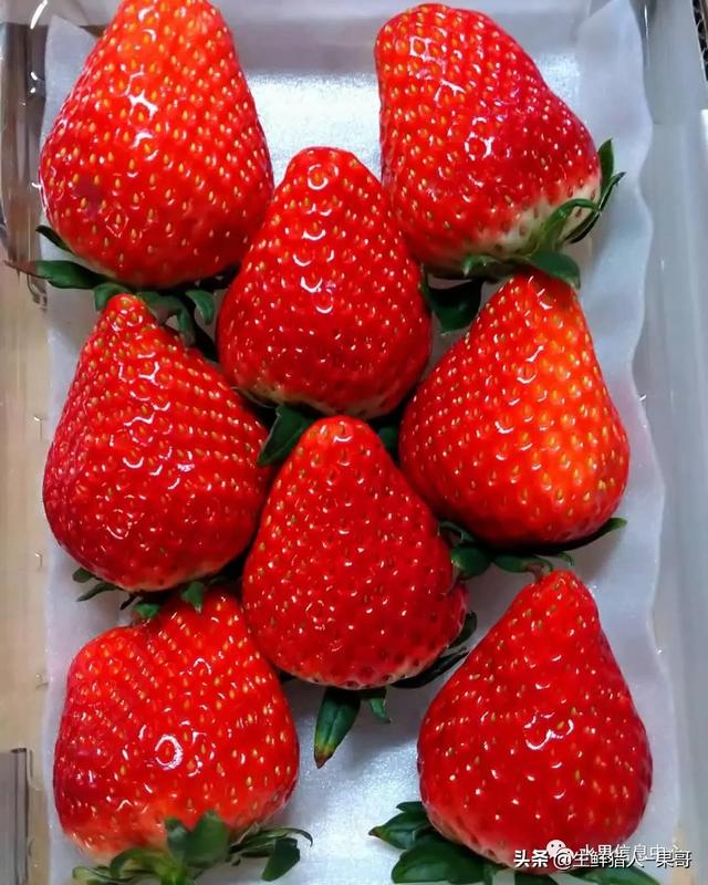 九九草莓特点，九九草莓有几个品种（中国草莓主要产地分布及品种介绍）