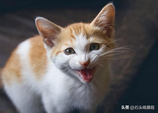 猫一直叫个不停是怎么回事，猫咪一直叫个不停是怎么回事（猫咪一直叫是怎么回事）