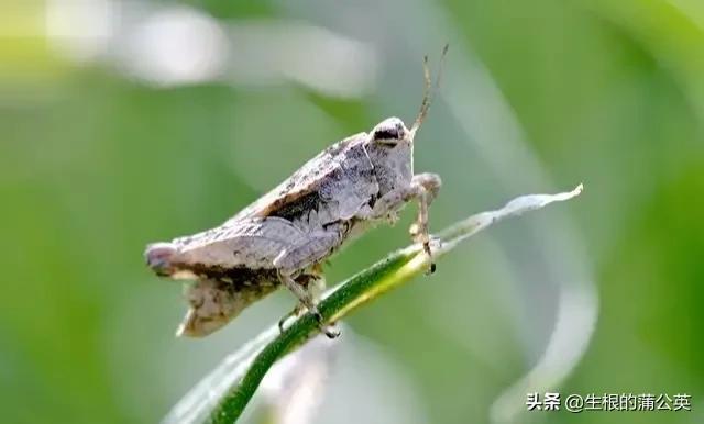 蚂蚱几条腿，蚂蚱几条腿打三个数字（这几种蚂蚱，小时候你抓过几种）