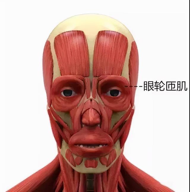 脸部结构图名称大全，脸部结构图解大全（面部肌肉解剖详解--表情美容都用她）